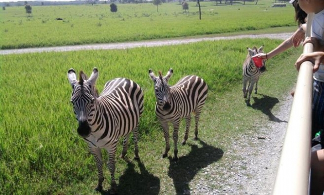 tours safari